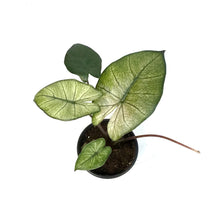 Load image into Gallery viewer, Alocasia, 4in, Yucatan Mint