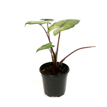 Load image into Gallery viewer, Alocasia, 4in, Yucatan Mint