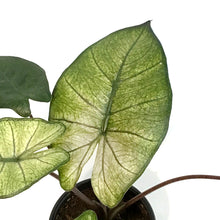 Load image into Gallery viewer, Alocasia, 4in, Yucatan Mint