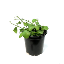 Load image into Gallery viewer, Dischidia, 4in, Green Apple