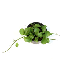 Load image into Gallery viewer, Dischidia, 4in, Green Apple