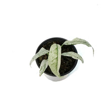 Load image into Gallery viewer, Epipremnum , 4in, Albo Varigated