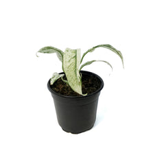 Load image into Gallery viewer, Epipremnum , 4in, Albo Varigated