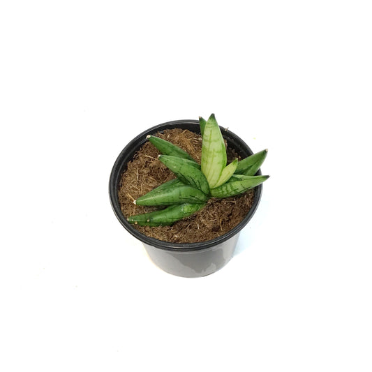 Sansevieria, 3.5in, Boncel Swirl