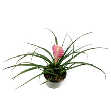 Load image into Gallery viewer, Tillandsia, 4in, Cyanea