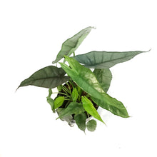 Load image into Gallery viewer, Alocasia, 6in, Dragon's Breath