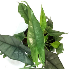 Load image into Gallery viewer, Alocasia, 6in, Dragon's Breath