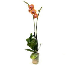 Load image into Gallery viewer, Orchid, 3.5in, Phalaenopsis Single Spike Orange