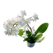 Load image into Gallery viewer, Orchid, 3.5in, Piccola Wild