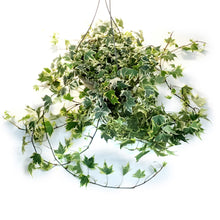 Load image into Gallery viewer, Ivy, 10in Hanging Basket,