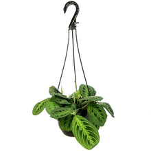 Load image into Gallery viewer, Maranta, 8in,Lime, HB
