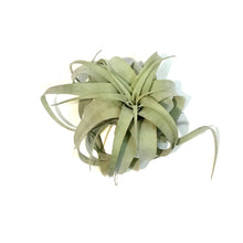 Load image into Gallery viewer, Tillandsia, 4in, Xerographic