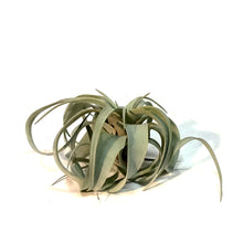 Load image into Gallery viewer, Tillandsia, 4in, Xerographic