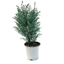 Load image into Gallery viewer, Cypress, 4in, Moonlit