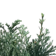 Load image into Gallery viewer, Cypress, 4in, Moonlit