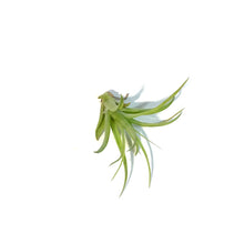 Load image into Gallery viewer, Tillandsia Brachycaulous Multiflora