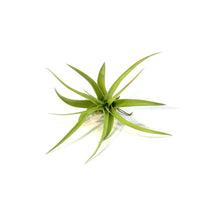 Load image into Gallery viewer, Tillandsia Brachycaulous Multiflora