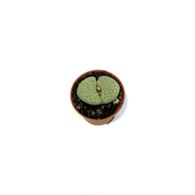 Load image into Gallery viewer, Succulent, 2in, Lithops Marmorata
