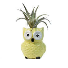 Load image into Gallery viewer, Tillandsia With Owl Pot
