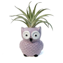 Load image into Gallery viewer, Tillandsia With Owl Pot