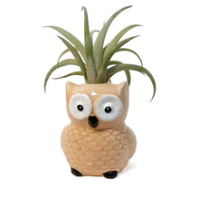 Load image into Gallery viewer, Tillandsia With Owl Pot