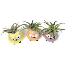 Load image into Gallery viewer, Tillandsia With Owl Pot