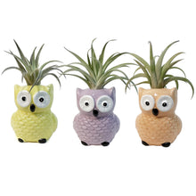 Load image into Gallery viewer, Tillandsia With Owl Pot