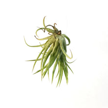 Load image into Gallery viewer, Tillandsia Ionantha Mexican