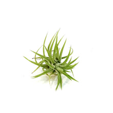 Load image into Gallery viewer, Tillandsia Ionantha Mexican
