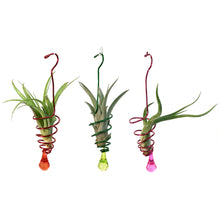 Load image into Gallery viewer, Tillandsia Deco Hanging Bead Wire