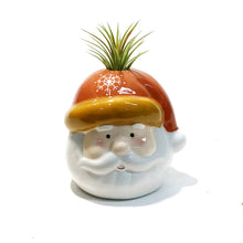 Load image into Gallery viewer, Tillandsia Winter Trio With Air Plant