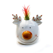 Load image into Gallery viewer, Tillandsia Winter Trio With Air Plant