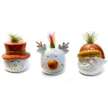 Load image into Gallery viewer, Tillandsia Winter Trio With Air Plant