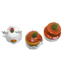 Load image into Gallery viewer, Tillandsia Winter Trio With Air Plant