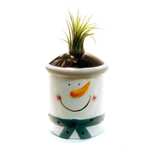 Load image into Gallery viewer, Tillandsia Winter Wonderland With Air Plant