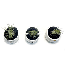 Load image into Gallery viewer, Tillandsia Winter Wonderland With Air Plant