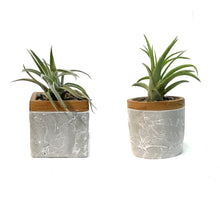 Load image into Gallery viewer, Tillandsia Urban Elegance With Air Plant
