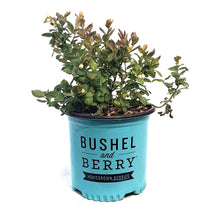 Load image into Gallery viewer, Blueberry, 8in,Peach Sorbet