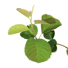 Load image into Gallery viewer, Saskatoon Berry, 1 gal, Smokey