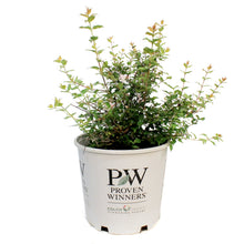 Load image into Gallery viewer, BEAUTY BUSH, JOLENE 2GAL