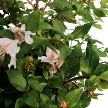 Load image into Gallery viewer, BEAUTY BUSH, JOLENE 2GAL