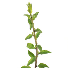 Load image into Gallery viewer, Goji Berry 1Gal