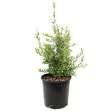 Load image into Gallery viewer, Goji Berry 2Gal