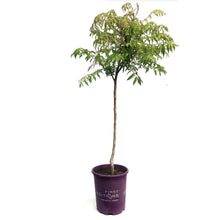 Load image into Gallery viewer, Sumac, 5 gal, Tiger Eyes® Staghorn