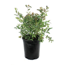 Load image into Gallery viewer, Coralberry Buckbrush 1 Gal