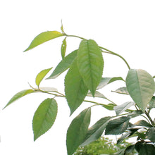 Load image into Gallery viewer, Sour Cherry, Evens, 5 Gal