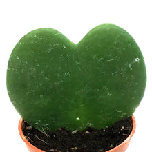 Load image into Gallery viewer, Hoya, 2.5in, Heart