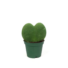 Load image into Gallery viewer, 2.5in Valentines Planter Hoya Kerri Heart
