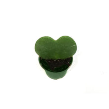 Load image into Gallery viewer, 2.5in Valentines Planter Hoya Kerri Heart