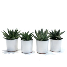 Load image into Gallery viewer, Succulent, 2.5in, Haworthia In Ceramic